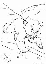 Dibujos Para Colorear De Hermano Oso sketch template