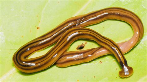 Giant predatory worms from Asia are invading France — Quartz