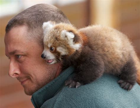 I LOVE Red Pandas!!! I want one soooo badly. They are like a mix of a raccoon and a fox! Me and ...