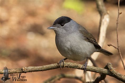 Adult male Eurasian Blackcap (ssp. atricapilla ) photo - Ingo Waschkies photos at pbase.com