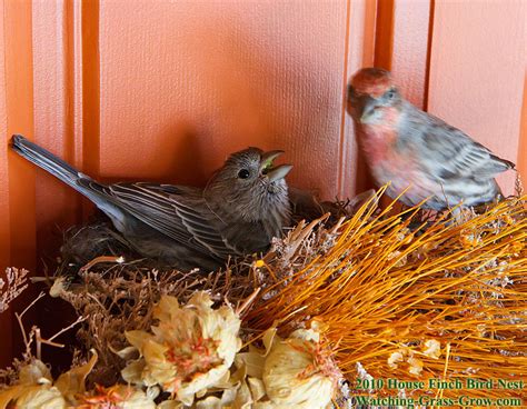 House Finches Nest again in 2010 - LIVE WEBCAM