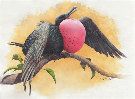 Great Frigatebird – Emily Willoughby Art