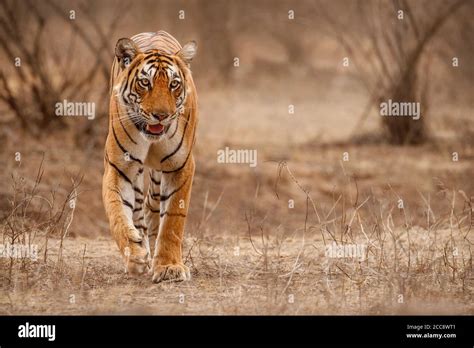 Beautiful tiger in the nature habitat. Tiger pose in amazing light ...