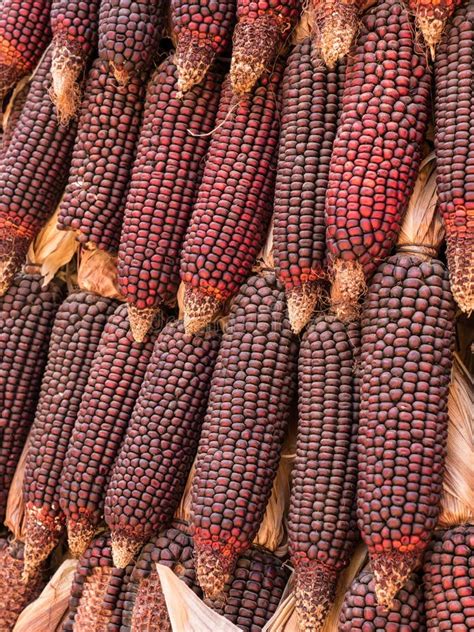 Red corn stock photo. Image of natural, plant, seed, garden - 64357868