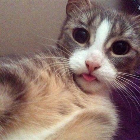 20 Cats Taking Selfies – Meowingtons