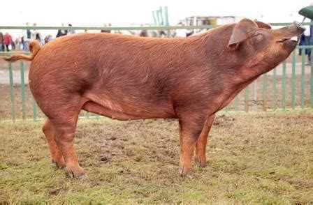 Australian Yorkshire Pig Information, Meat/Pork Production, Farming ...