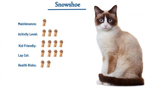 Snowshoe Cat Breed… Everything You Need to Know at a Glance!