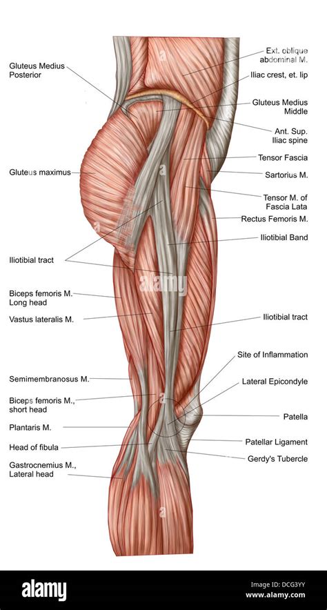 Lateral Thigh Muscles