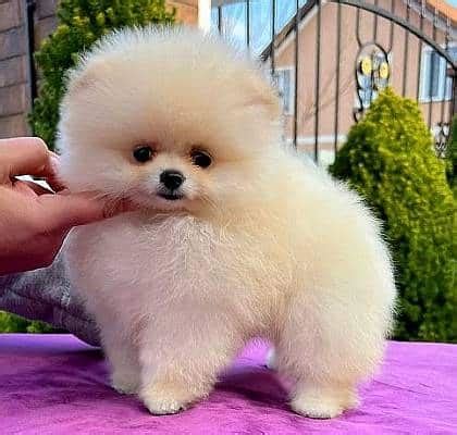 Precio de cachorro Pomerania y Criaderos en España | Smylepets