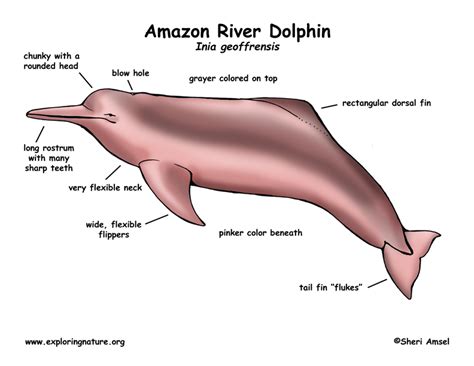 Dolphin (Amazon River) or Boto