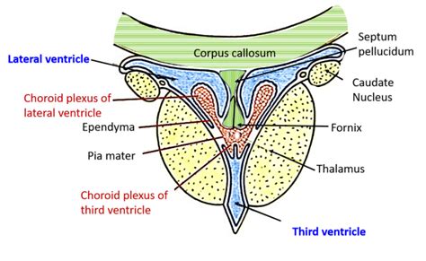 Lateral Ventricle , Parts, boundaries, tela choroidea, choroid plexus ...