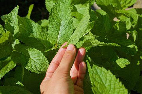 4 Tips to Control Mint in the Garden – Herbal Academy