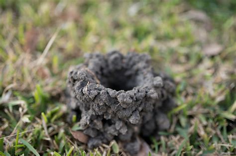 Mud Bug Motel | My sister's yard in Alvin, TX is littered wi… | Flickr