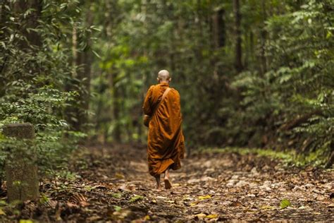 Pin by Micheline Dachy on arbre | Monk meditation, Buddhist, Buddhist monk