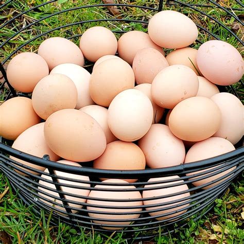 Farm Fresh Eggs