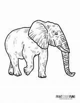 6 realistic elephant coloring Pages To Print At PrintColorFuncom sketch template