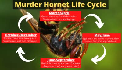 Asian Giant Hornet Life Cycle - The Kitty Expert