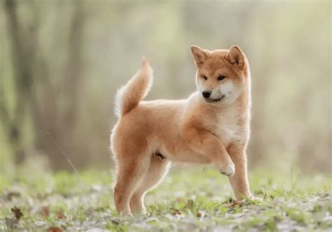 Shiba Inu Puppies for Sale Near Me | Central Park Puppies