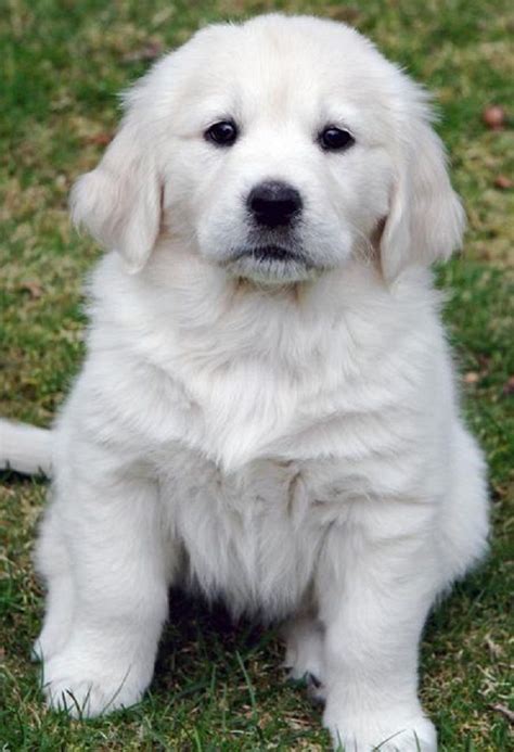 23+ White Golden Retriever Puppies For Sale Near Me - l2sanpiero