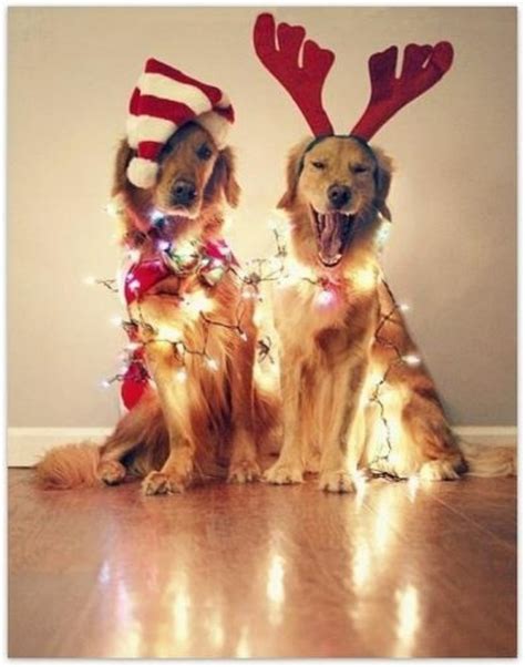 12 Insanely Funny Dog and Cat Christmas Card Fails (and 1 Perfect One ...