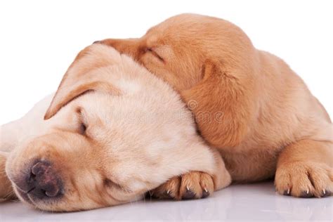 Sleeping Labrador puppies stock image. Image of cuddle - 31526589