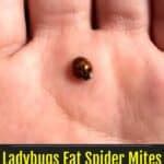 Do Ladybugs Eat Spider Mites Are There Other Predators?