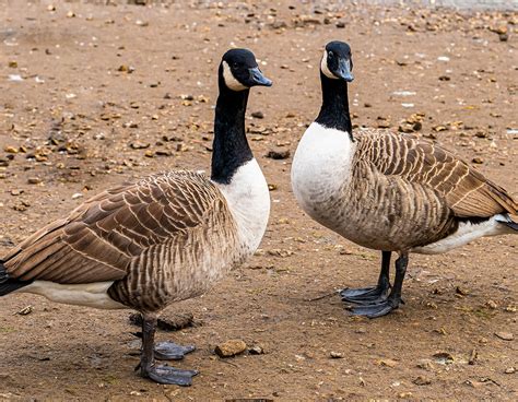 Help Keep Giant Canada Geese Off Our Lakes! - Shore Owners’ Association ...