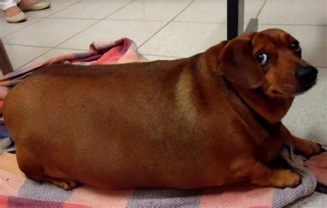 fat wiener looking at you oddly | Dogs | Know Your Meme