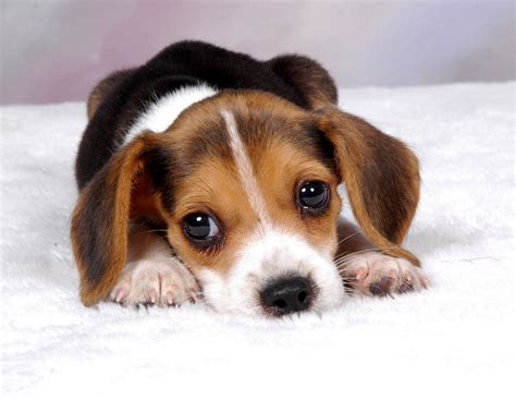 Beagle Puppy Wallpapers - Wallpaper Cave