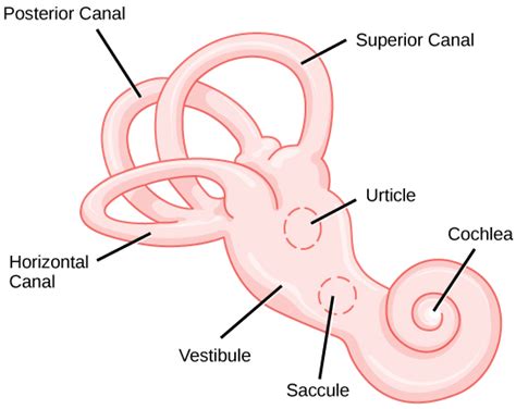 Semicircular Canals | Anatomy, Development, Disorders & Summary