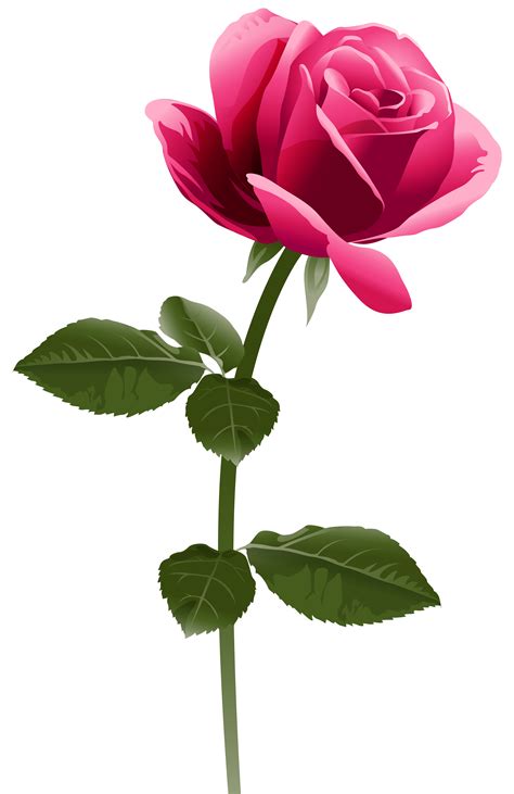 Rose Color Pink Red Mee Maw Rose Png Transparent Clip Art Image Png ...