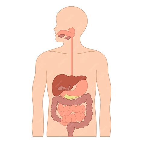 Premium Vector | Human Digestive System Diagram Science Diagram for ...