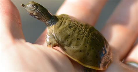 State seeks volunteers to conserve turtle nesting sites — Omni Reporter