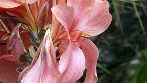 Pink Iris Flowers Free Stock Photo - Public Domain Pictures