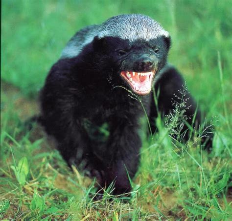 Honey Badger Facts - Animal Facts Encyclopedia