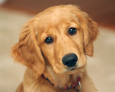 Golden Retriever wallpaper | 1280x1024 | #74717