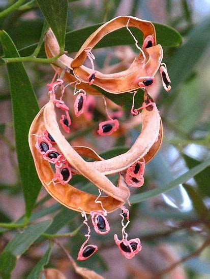 tree seed pods identification australia - Massive E-Journal Photography