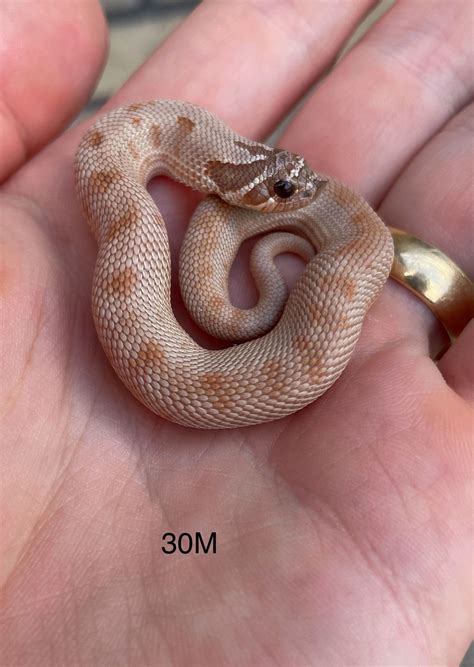 Lavender Conda Western Hognose by Hognose Frontier - MorphMarket