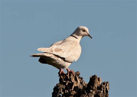 Bird Gallery