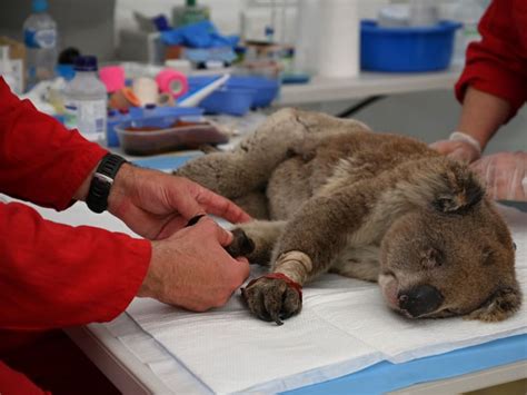 Makeshift koala hospital scrambles to save dozens injured in bushfires - TODAY