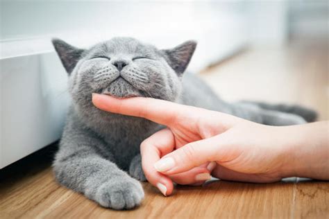 Yes, your cat can smile at you — and other good news you may have missed