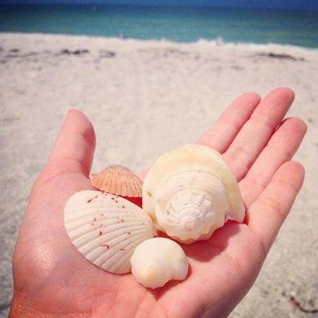 Sells seashells by the seashore - kesildk