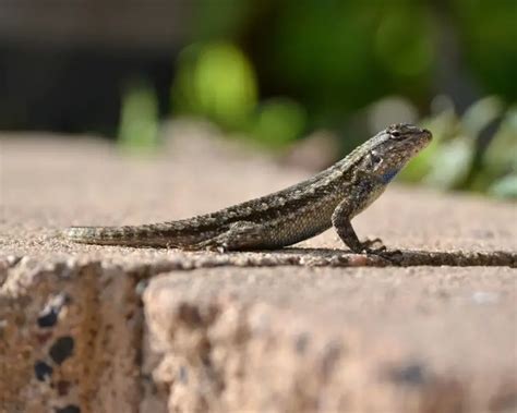 Western Fence Lizard - Facts, Diet, Habitat & Pictures on Animalia.bio