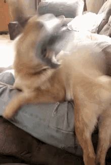 Dog Chasing Tail Gif GIFs | Tenor