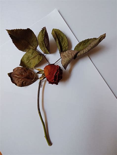 rose, old rose, flower, withered flower, red rose, nature, lockscreen ...