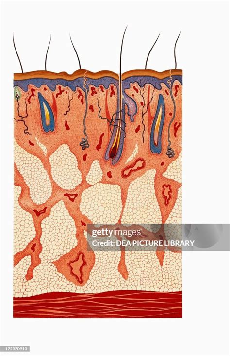 Medicine - Pathology - Scalp affected by dermal mycosis: favus or ...