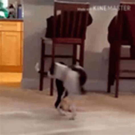 Dog Chasing Tail GIFs | Tenor