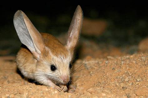 Si Tikus Gurun Bertelinga Panjang, Long-Eared Jerboa ~ Uniqity