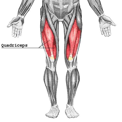 Quadriceps Femoris Anatomy • Bodybuilding Wizard