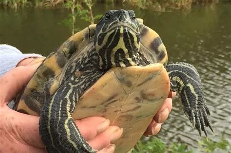 Terrapin terrors are destroying canal habitat - Hinckley Times